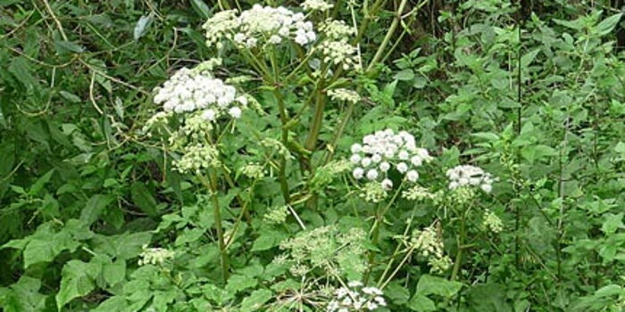 Andělika lékařská (Angelika officinalis)