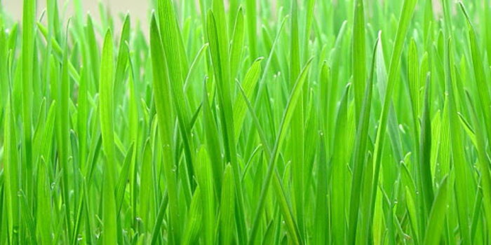 Ječmen setý (Hordeum vulgare L)