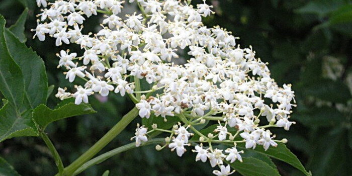 Bez černý (Sambucus nigra)