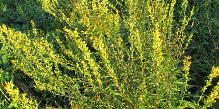Celík zlatobýl (Solidago virgaurea)