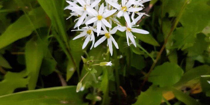 Česnek medvědí (Allium ursilum)