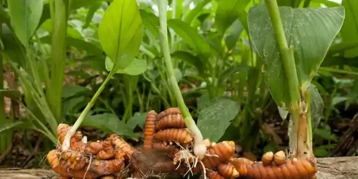 Kurkuma dlouhá (Curcuma longa)