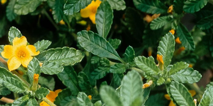 Damiána  - Pastala rozprostřená (Turnera diffusa)