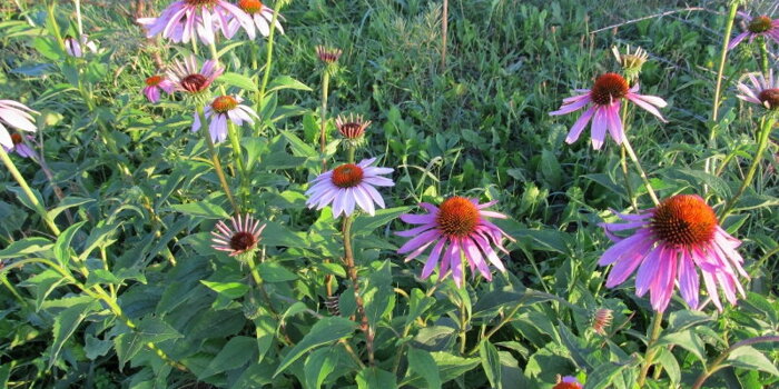 Třapatka  - třapatkovka nachová (Echinacea purpurea) 