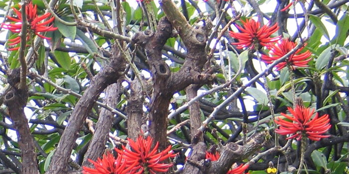 Mulungu- ( Erythrina mulungu) Zarděnice