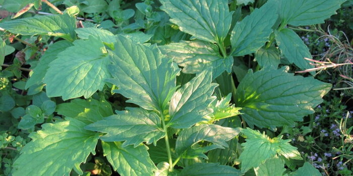 Kozlík lékařský (Valeriana officinalis ), baldrián, kočičí kořen, 