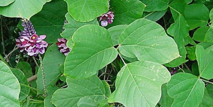 Kudzu (Pueraria lobata)