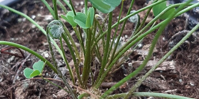 Marsilka čtyřlisté (Marsilea minuta- SUSHNI)