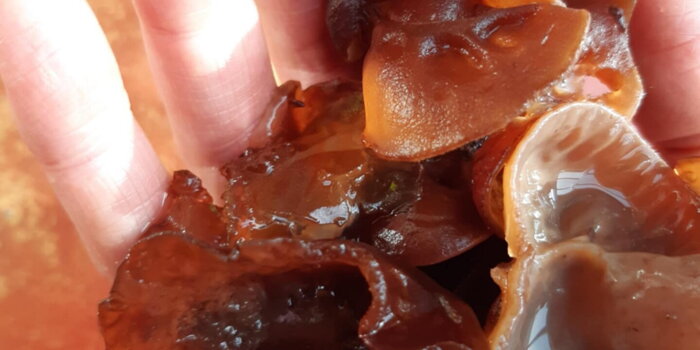 Jidášovo ucho/boltcovitka chlupatá Auricularia polytricha Hei Mu Er 