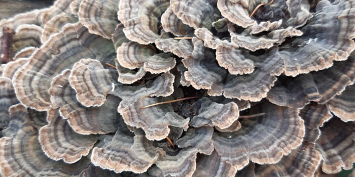 Outkovka pestrá (Coriolus vesicolor)