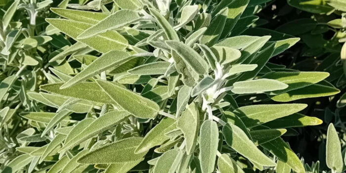 Šalvěj lékařská ( Salvia officinalis)