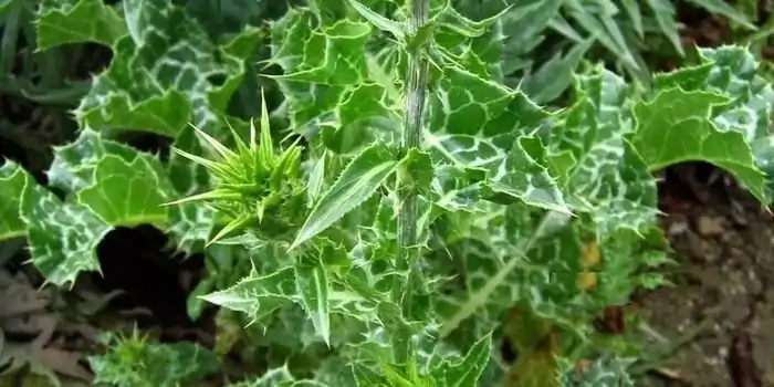 Ostropestřec mariánský (Silybum marianum)