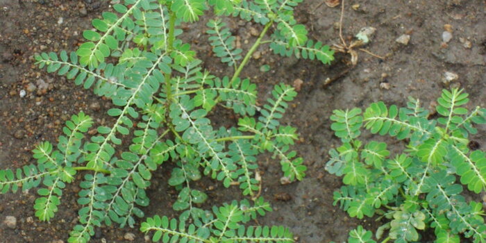 Chanca piedra (Phyllanthus niruri), Smuteň niruri. Lamač kamenů