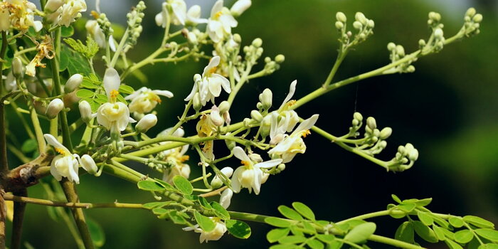 Moringa oleodárná  (Moringa oleifera)