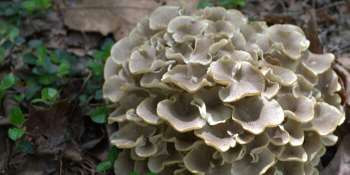 Choroš oříš (Polyporus umbellatus) / Zhuling