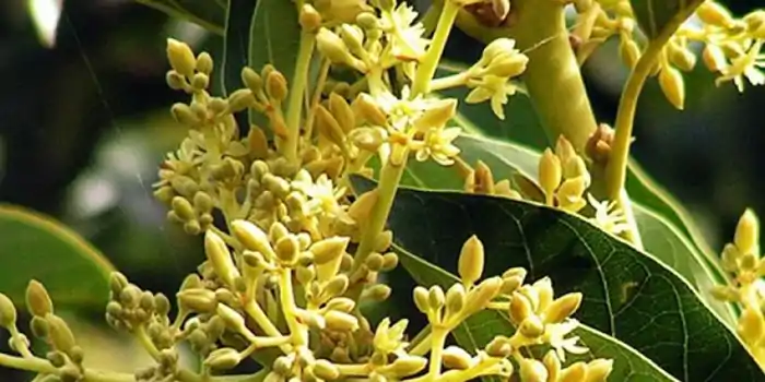 Muira puama (Ptychopetalum olacoides, Liriosma ovata)