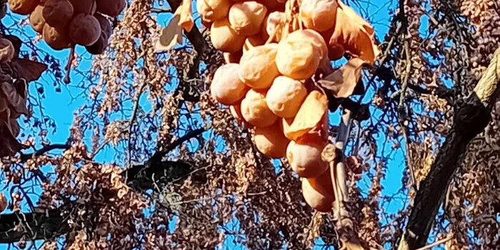 Ginkgo biloba (Jinan dvoulaločný)