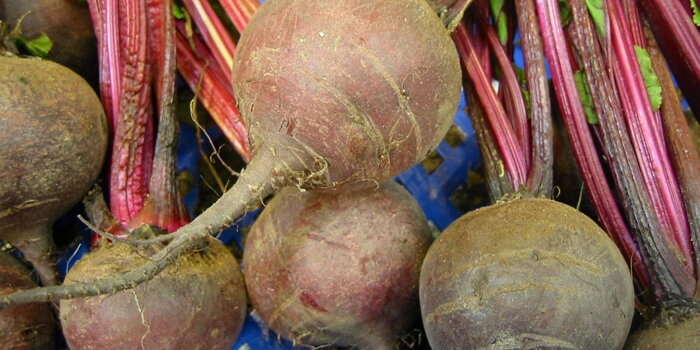 Červená řepa  (Beta vulgaris )