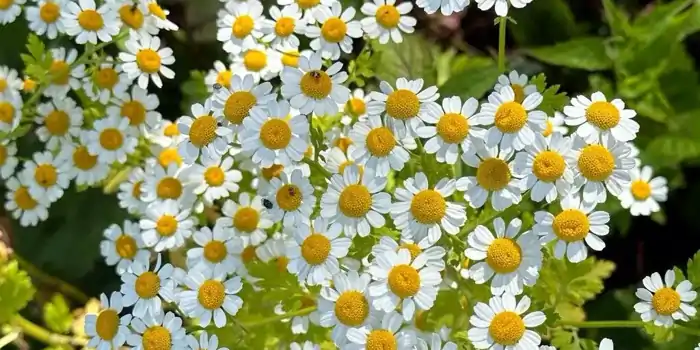 Řimbaba obecná (Pyrethrum parthenium )