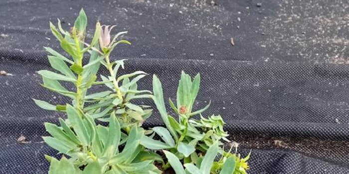 Rozchodnice růžová (Rhodiola rosea)