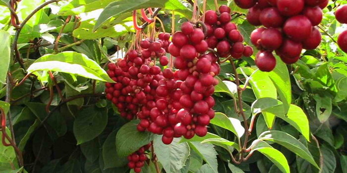 Klanopraška čínská (Schizandra sinensis)