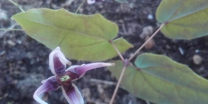 Škornice šípolistá (Epimedium sagittatum)