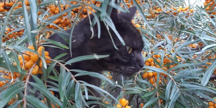 Rakytník řešetlákový (Hippophae rhamnoides)