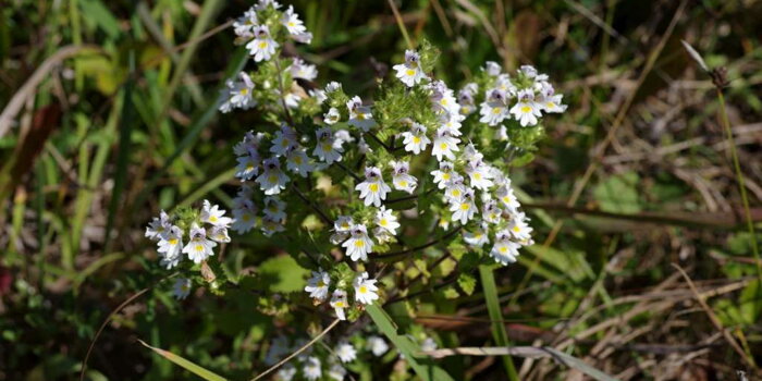 Světlík lékařský (Euphrasia officinalis)