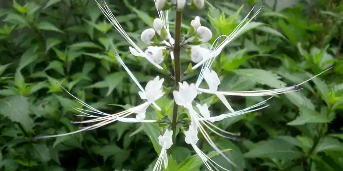Trubkovec tyčinkový (Orthosiphon stamineus)