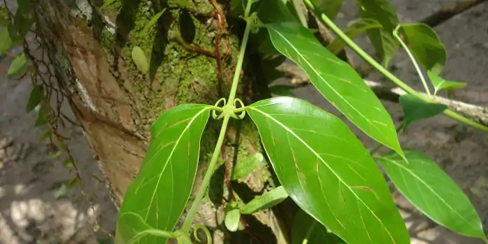 Vilkacora, kočičí dráp (Uncaria tomentosa)