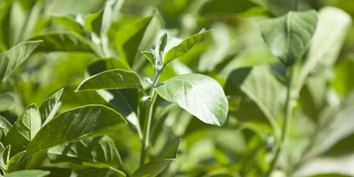 Vitanie snodárná (Withania somnifera) Aswaganda