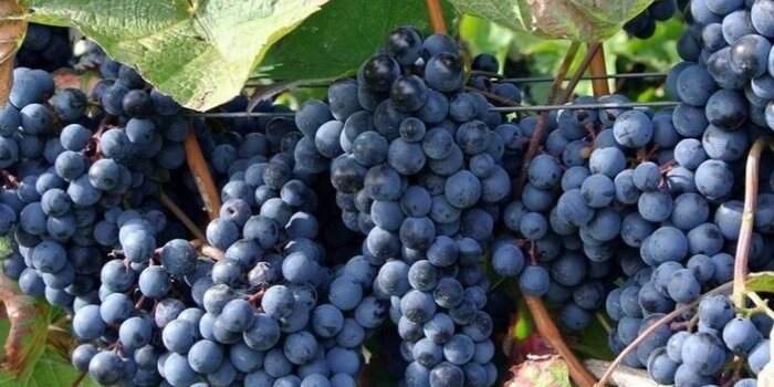 Vinné semeno (Vitis vinifera)