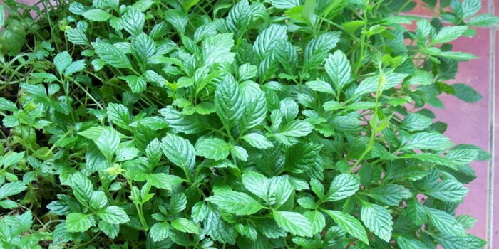 Ženšen pětilistý/ Jiaogulan (Gynostema pentaphylum)