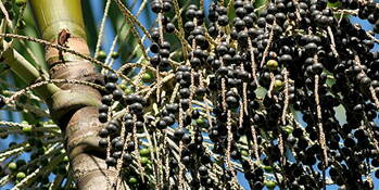 Acai Berry  - Euterpe brazilská,  kapustoň brazilská (lat. Euterpe oleracea)