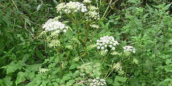 Andělika lékařská (Angelika officinalis)