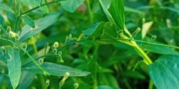 Andrographis paniculata