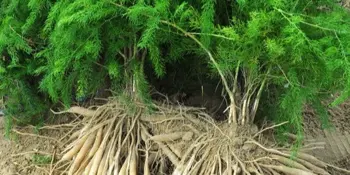 Chřes hroznovitý Shatavari (Asparagus racemosus)