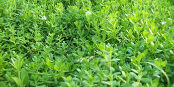 Bacopa (Bacopa monnieri) Brahmi