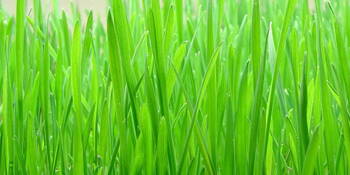 Ječmen setý (Hordeum vulgare L)