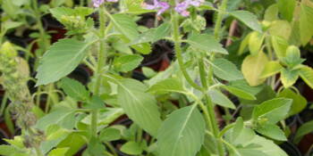 Bazalka posvátná (Ocimum sanctum) TULSÍ