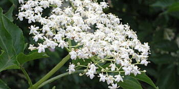 Bez černý (Sambucus nigra)