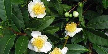 Matcha tea (Camellia sinensis)