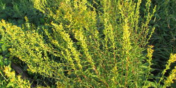 Celík zlatobýl (Solidago virgaurea)