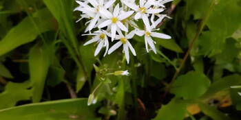 Česnek medvědí (Allium ursilum)