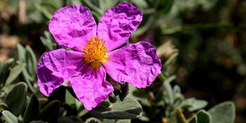 Cist šedavý (Cistus incanus)