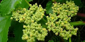 Kondurango   baňura kondurangová ( Marsdenia cundurango ) 