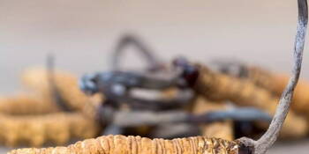 Housenice čínská (Cordyceps sinensis)