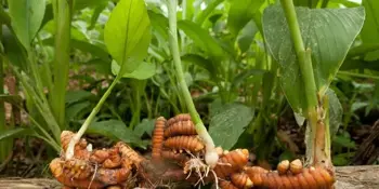 Kurkuma dlouhá (Curcuma longa)