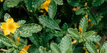 Damiána  - Pastala rozprostřená (Turnera diffusa)
