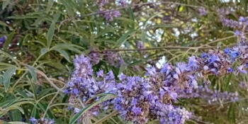Drmek lékařský ( Vitex agnus-castus)